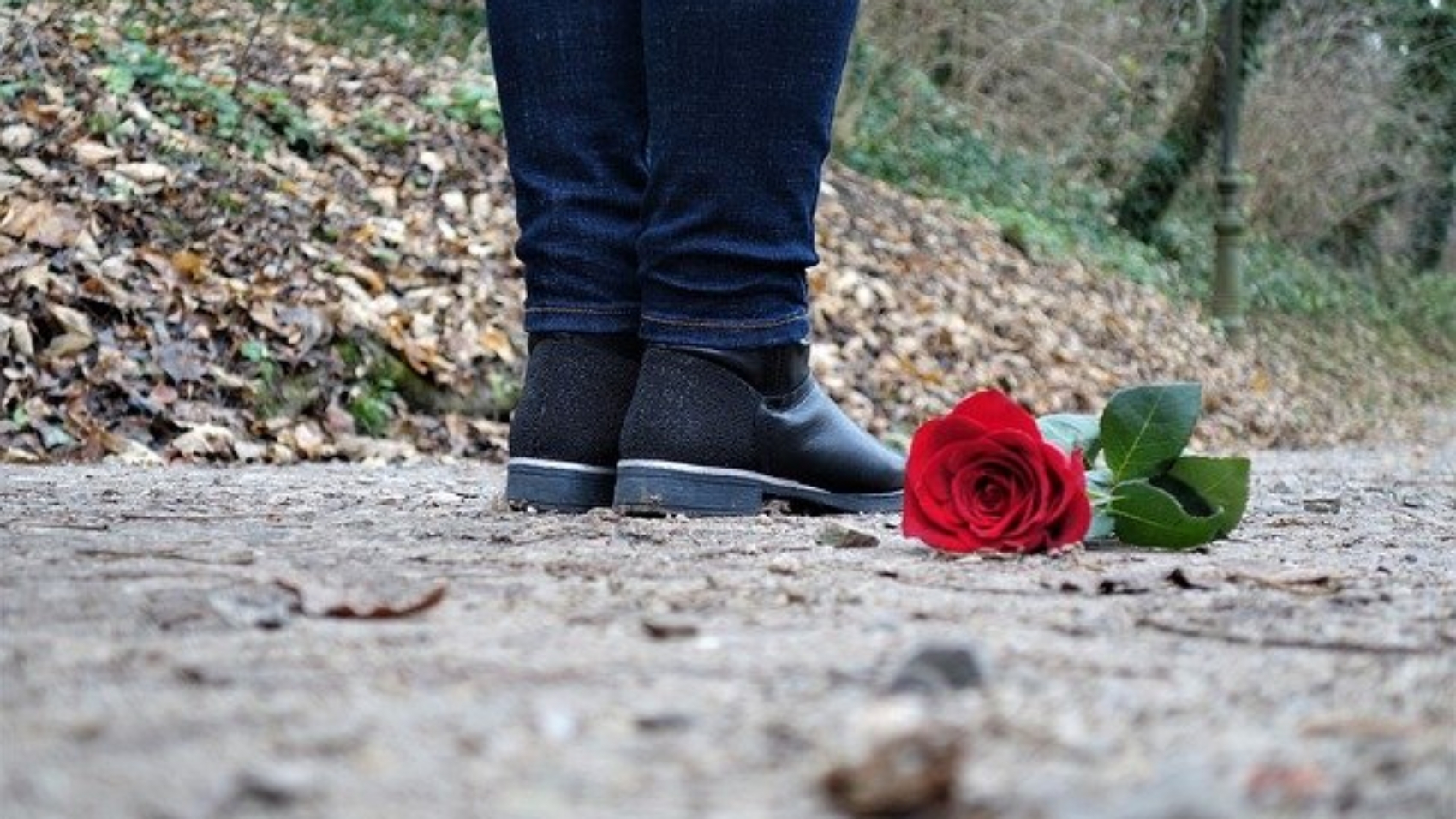 red-rose-on-the-floor-g8c8b50f34_640