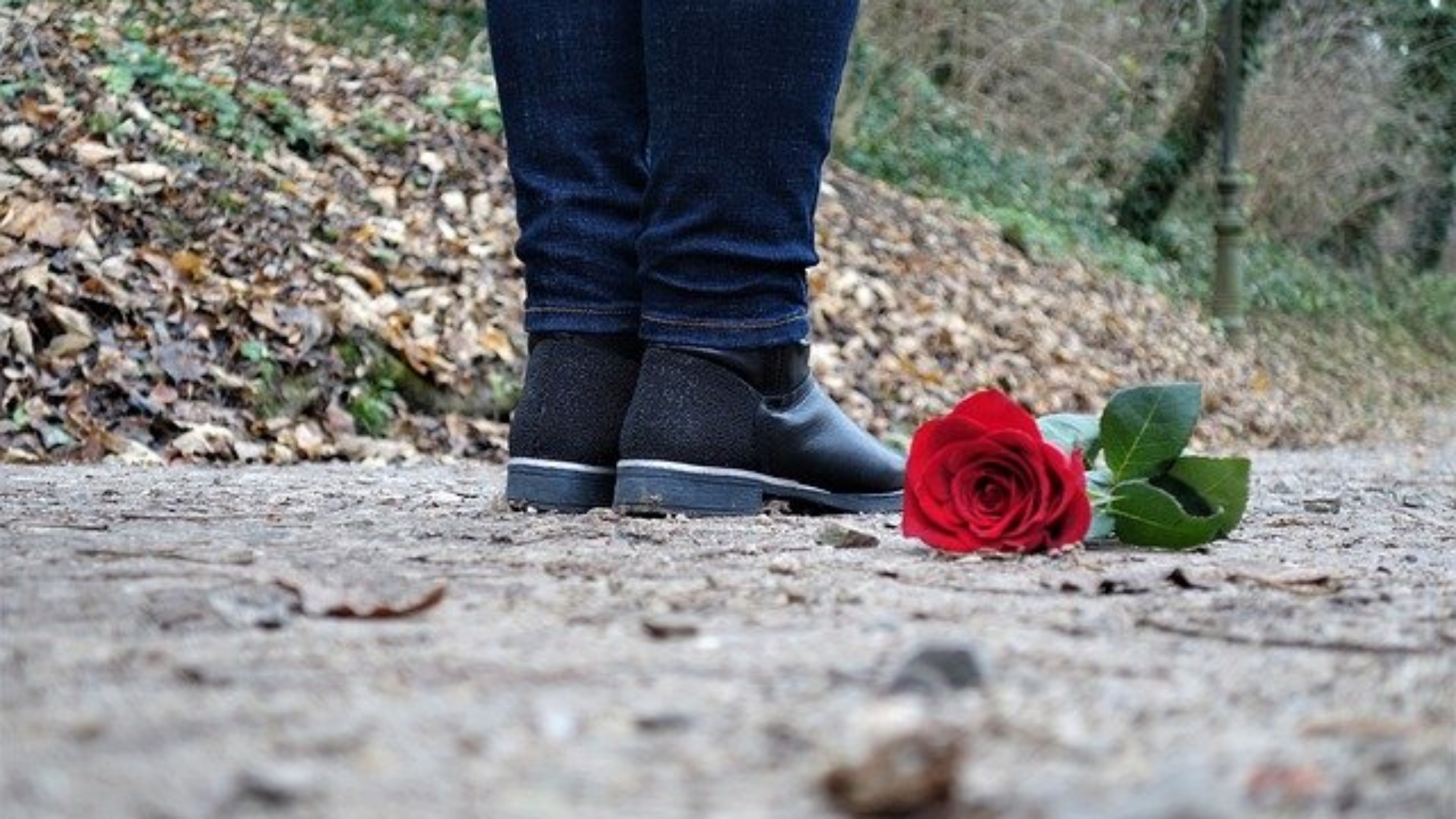 red-rose-on-the-floor-g8c8b50f34_640