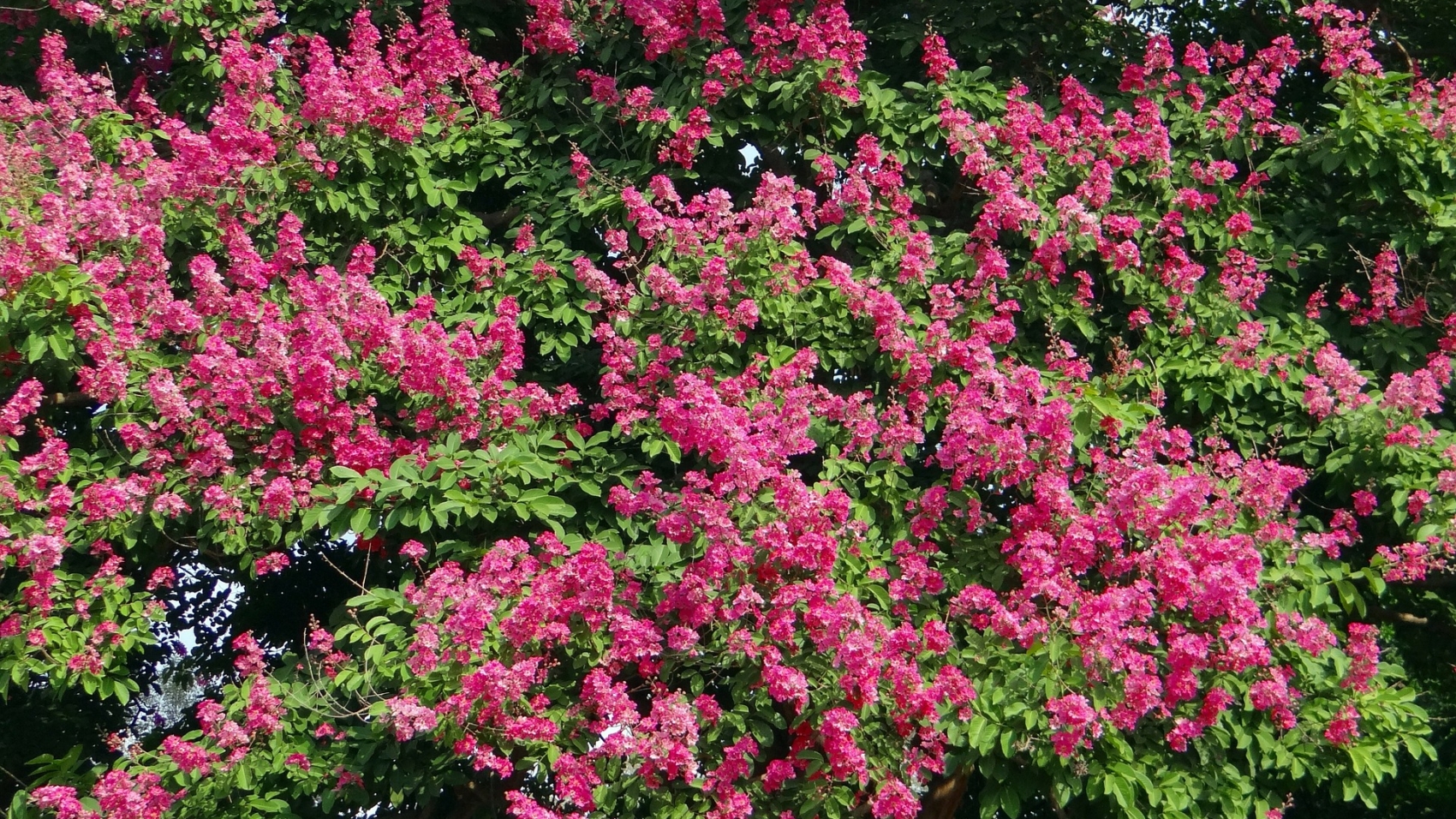 giant-crape-myrtle-g3da4c7937_1920