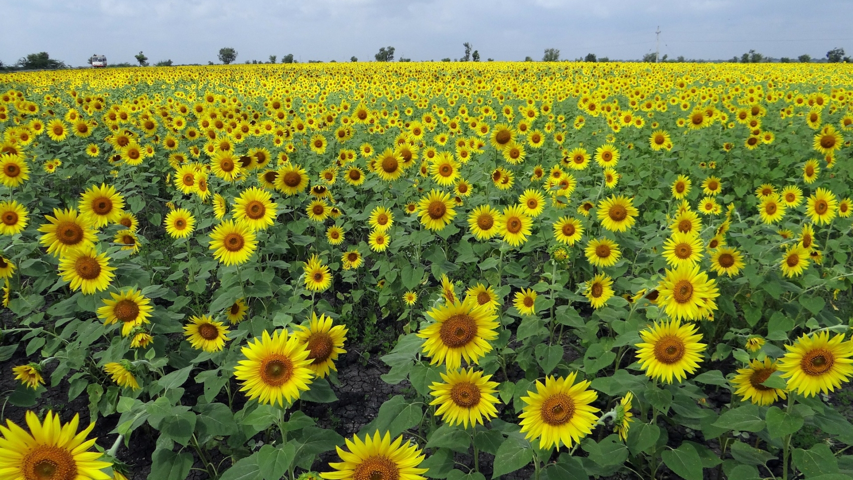sunflower-fields-g891f5e56a_1920